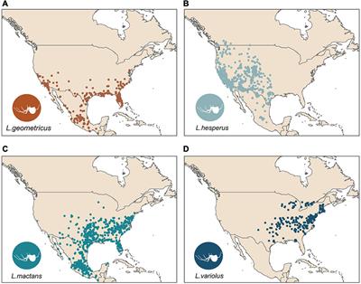 Urban Environments Aid Invasion of Brown Widows (Theridiidae: Latrodectus geometricus) in North America, Constraining Regions of Overlap and Mitigating Potential Impact on Native Widows